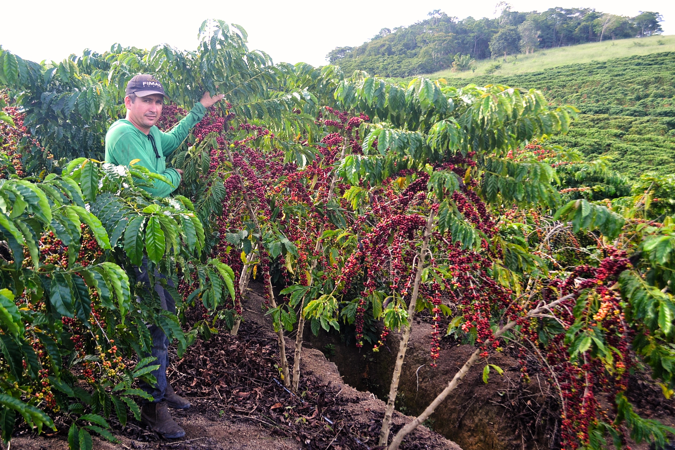 Na propriedade do cafeicultor Sergio Rossow a  colheita começou no início deste mês